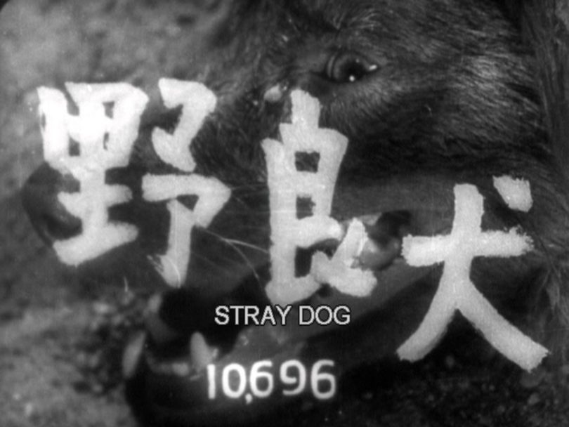 Stray Dog CFIR